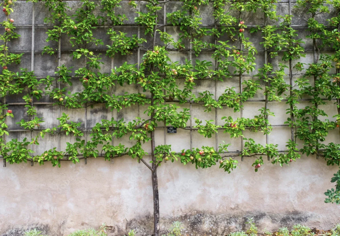 Planning and planting for narrow spaces