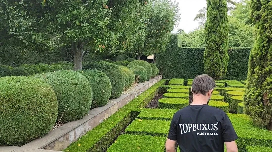 Topbuxus: Miracle Worker for the lushest Buxus ever!