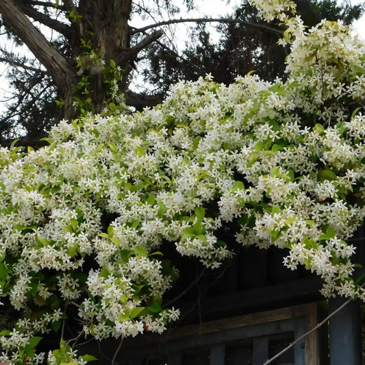 Trachelospermum jasminoides Chinese Star Jasmine lush green foliage in Melbourne landscape