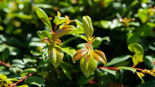 Evergreen screening solutions, Lilly pilly varities from Impressive Plants