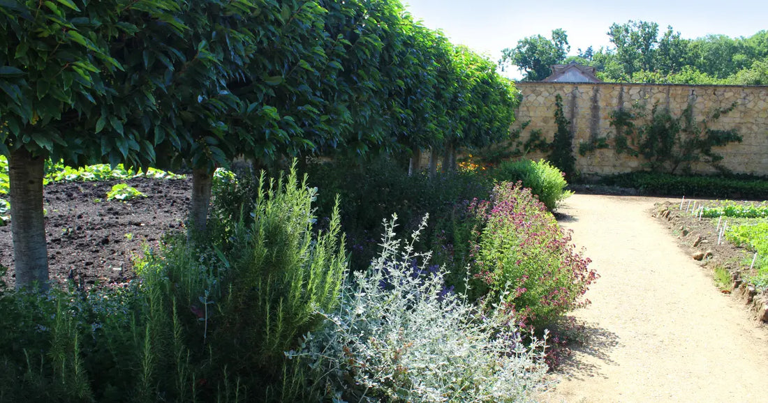 Pleached Portuguese laurel (Prunus lusitanica) trained on frames, creating a structured evergreen screen for garden boundaries and privacy planting.