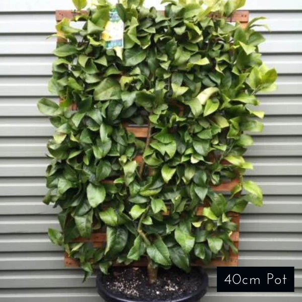 Espalier Plants