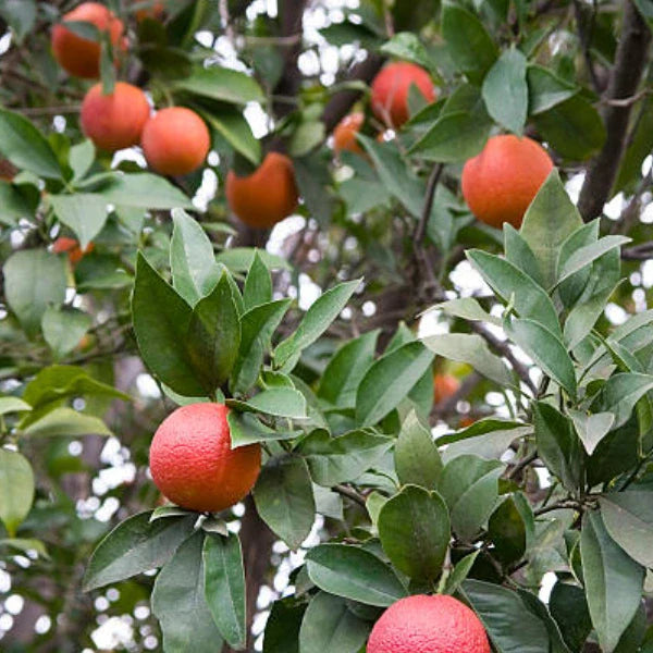 Fruit Trees