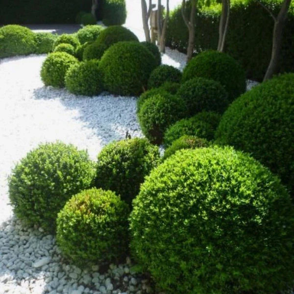 Buxus & Topiary