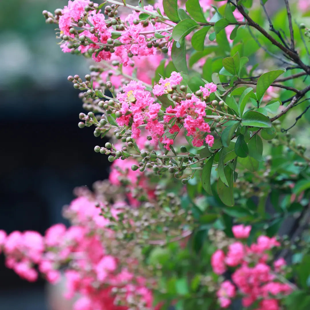 Flowering plants collection featuring Magnolia (Magnolia spp.), Crepe Myrtle (Lagerstroemia indica) and Camellia (Camellia japonica and Camellia sasanqua) bringing seasonal colour to the garden.