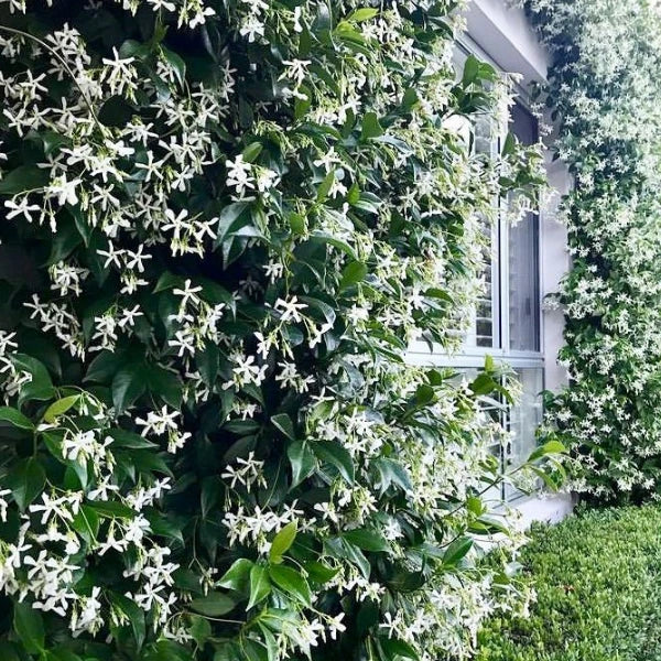 Classic Plants