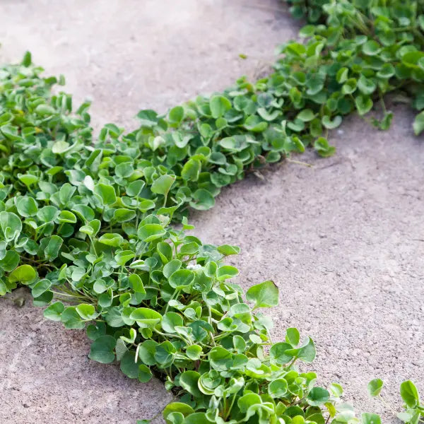 Ground Covers