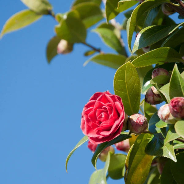 Camellia Japoinica