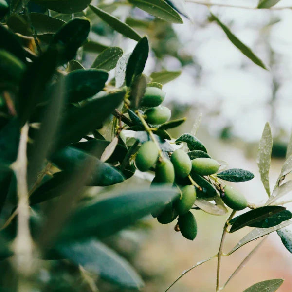Olive Trees