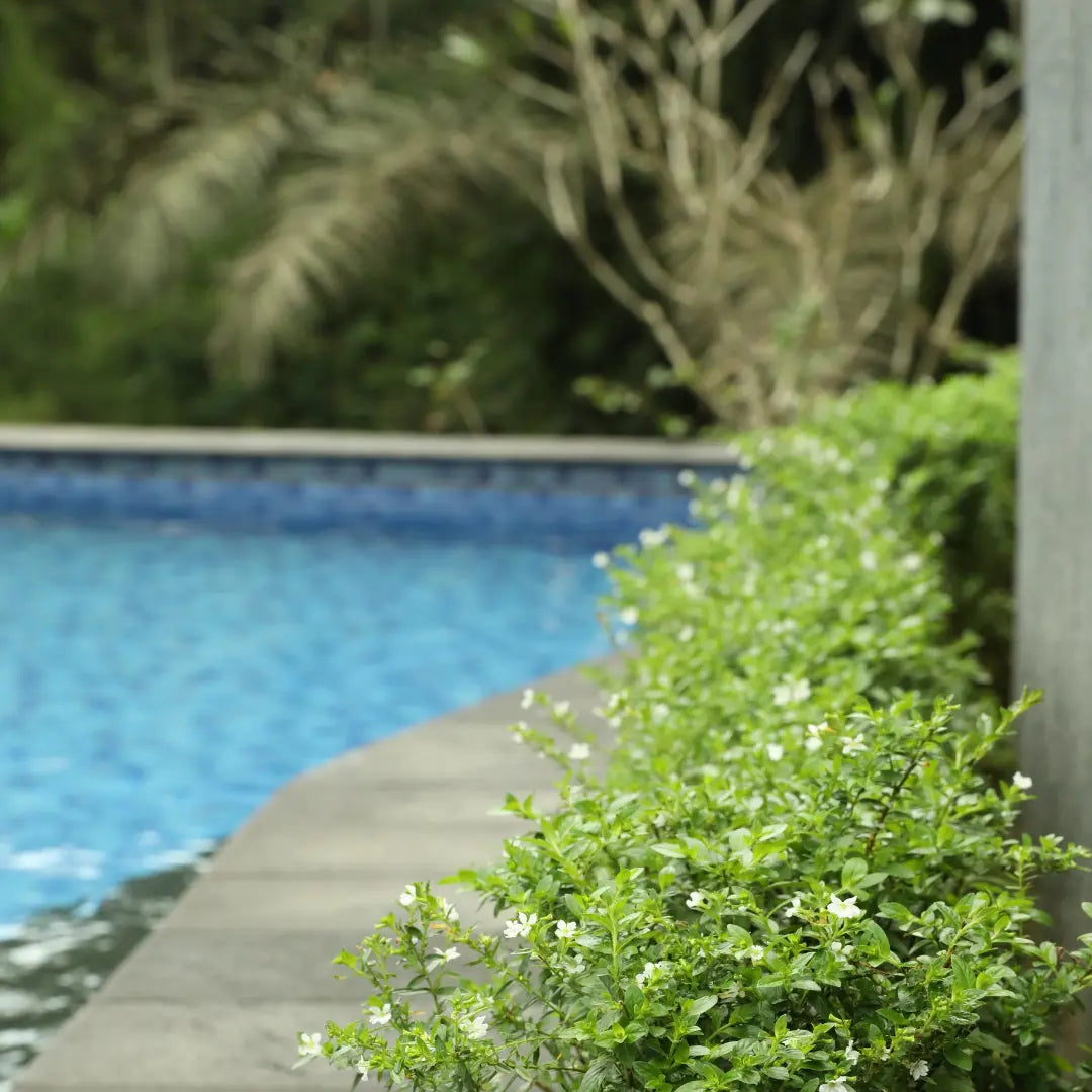 Poolside plants collection featuring Miles Choice,  Viburnum, fruitless olive trees. Fast-growing evergreen screening plants for privacy.