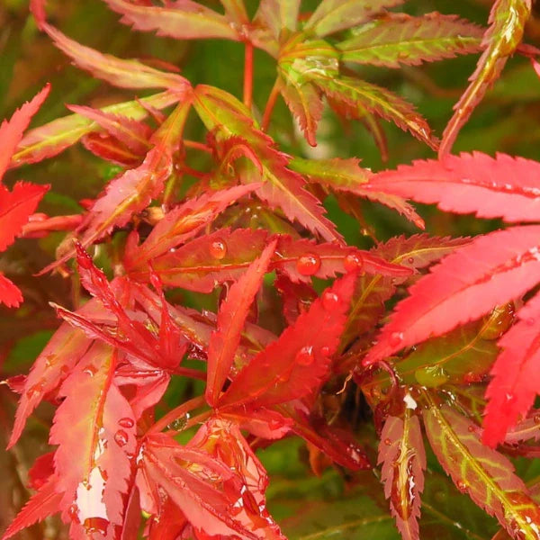 Japanese Maples