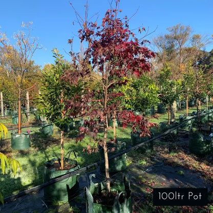 Acer Palmatum Bloodgood