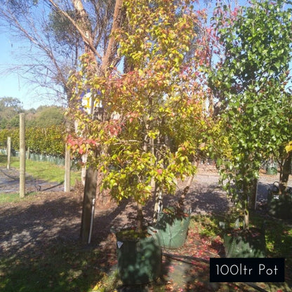 Manchurian Pear