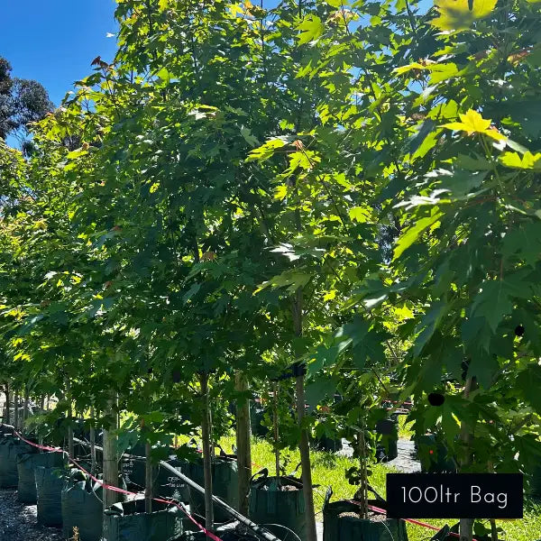 Brilliant Autumn colour, Autumn Blaze a spectacular feature deciduous tree ideal for large scale avenue planting or a show stopping specimen tree. 