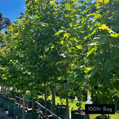 Brilliant Autumn colour, Autumn Blaze a spectacular feature deciduous tree ideal for large scale avenue planting or a show stopping specimen tree. 