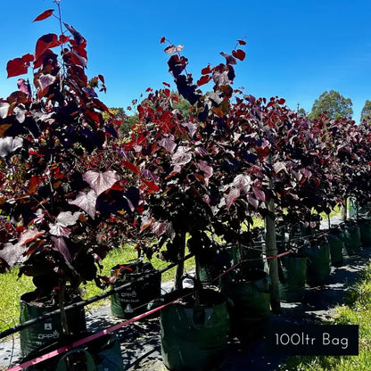 Cercis Forest pansy, splash of burgundy red foliage, a spectacular deciduous feature tree for modern and classic garden design. 
