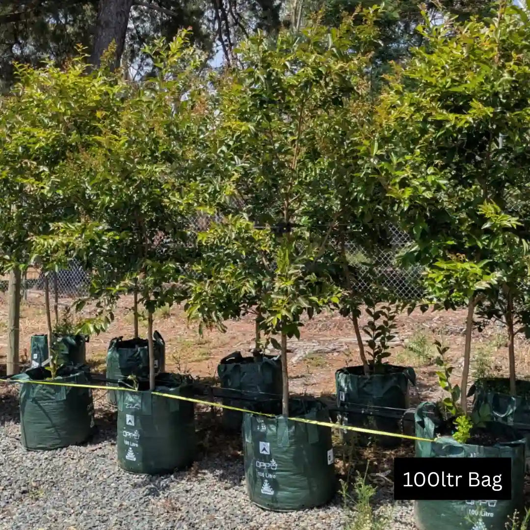 White-flowering Natchez Crepe Myrtle tree (Lagerstroemia ‘Natchez’) showing its upright shape, glossy foliage and crisp summer blooms.