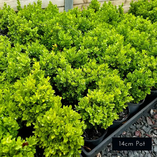 English Box hedging, ideal for classic and contemporary garden hedging, topiary hedges and underplanting. 