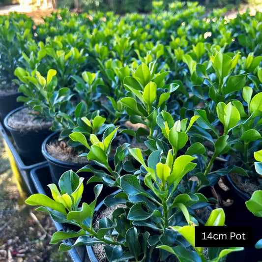 Snow Maiden Rhaphiolepis (Rhaphiolepis indica ‘Snow Maiden’) hardy evergreen shrub with glossy foliage, delicate white flowers and perfect for screening, hedges or low maintenance gardens.