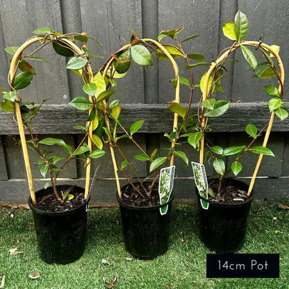 Trachelospermum jasminoides (Star Jasmine) evergreen climbing plant with glossy green foliage and fragrant white flowers, ideal for trellises and garden walls.
