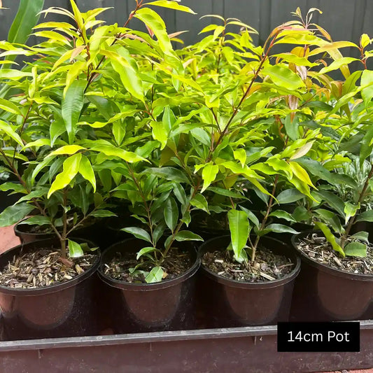 Weeping Lilly Pilly (Waterhousia floribunda) evergreen screening tree with soft cascading foliage, ideal for privacy gardens in Melbourne