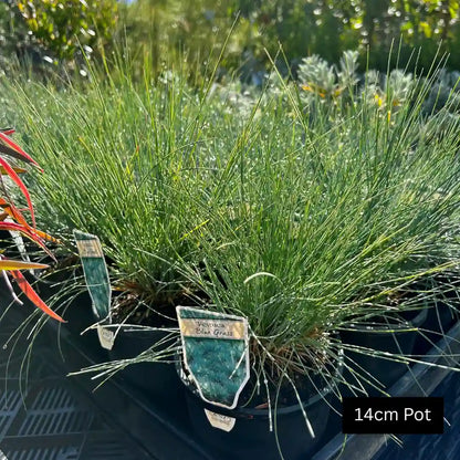 Festuca glauca drought tolerant Blue Fescue grass with neat blue foliage, great for borders, containers and low care gardens.