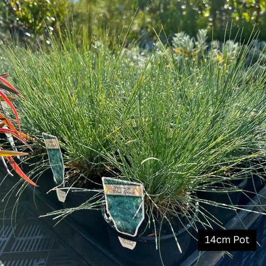 Festuca glauca drought tolerant Blue Fescue grass with neat blue foliage, great for borders, containers and low care gardens.