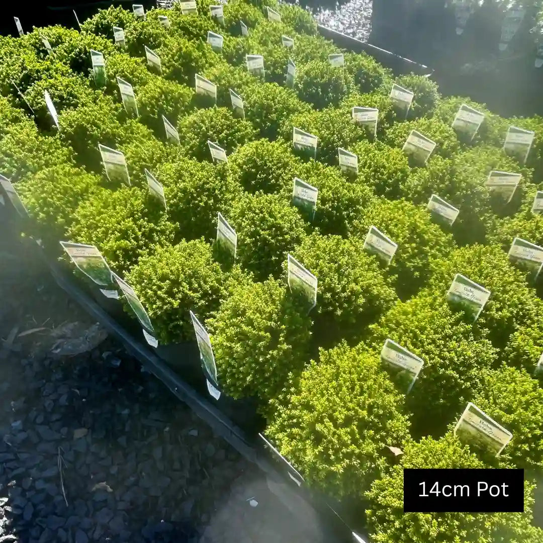 Hebe Emerald Green vibrant compact ground cover with neat rounded growth, perfect for low borders, mass planting and Australian garden spaces.