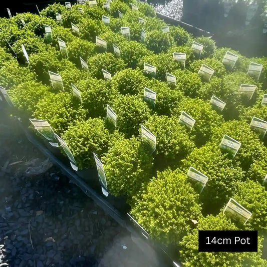 Hebe Emerald Green vibrant compact ground cover with neat rounded growth, perfect for low borders, mass planting and Australian garden spaces.