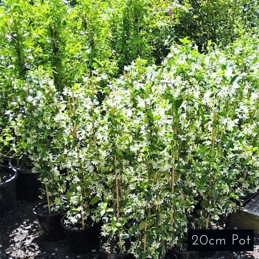 Star Jasmine