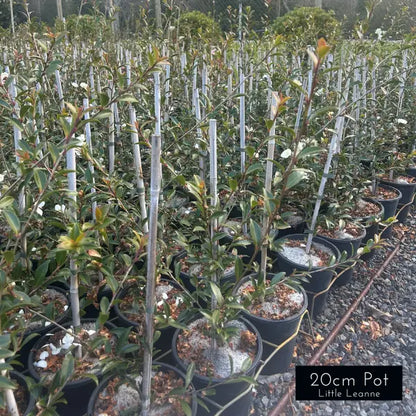 Camellia Sasanqua Paradise Petite