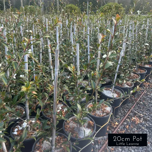 Camellia Sasanqua Paradise Petite