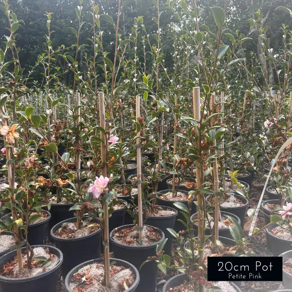 Camellia Sasanqua Paradise Petite