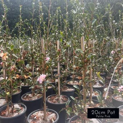 Camellia Sasanqua Paradise Petite