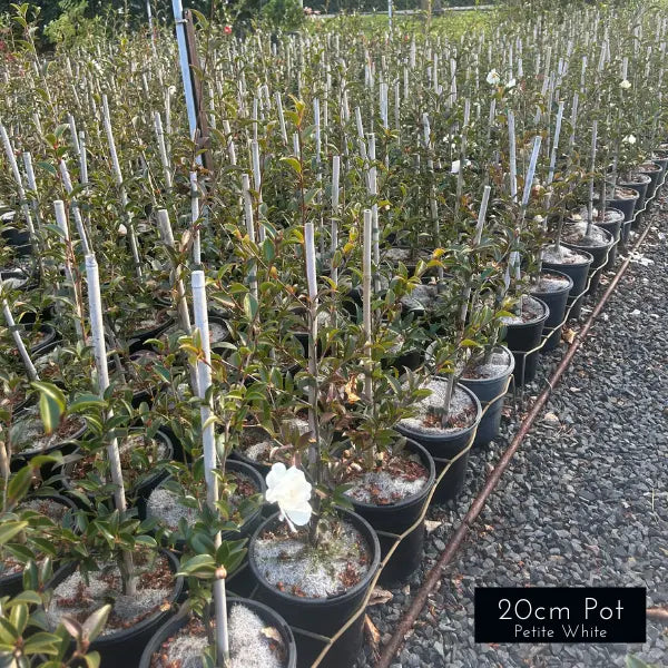 Camellia Sasanqua Paradise Petite