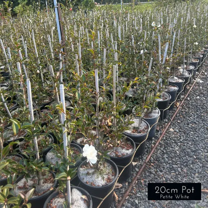 Camellia Sasanqua Paradise Petite