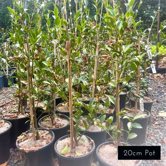 Camellia Sasanqua Paradise