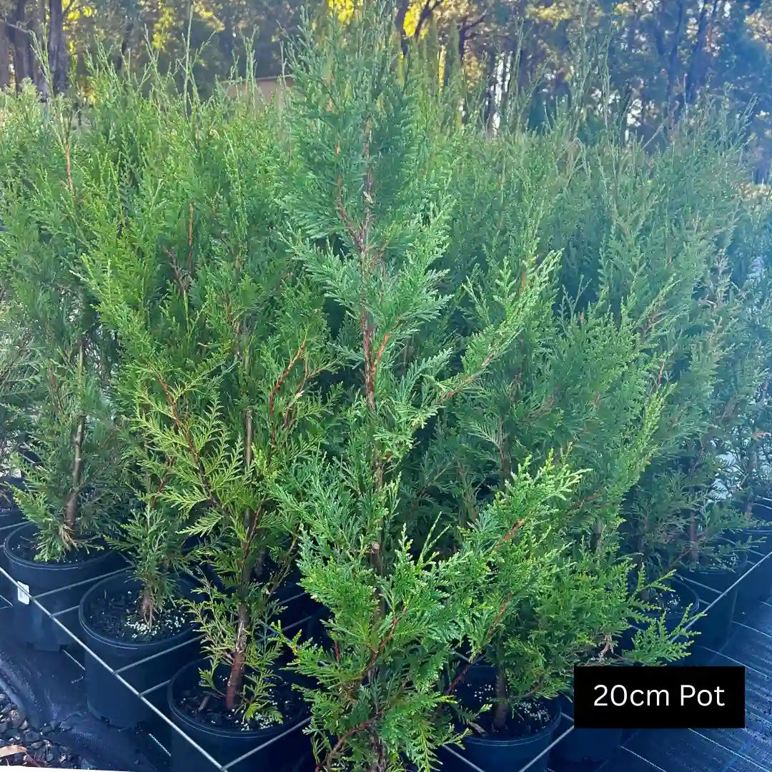 Western Red Cedar (Thuja plicata ‘Fastigiata’) tall evergreen conifer with dense upright growth, rich green foliage and ideal for privacy screening or formal hedging.