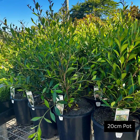 Dwarf Lilly Pilly (Acmena smithii var. minor) Australian native evergreen hedge with dense glossy foliage, compact growth and ideal for screening, hedging or low maintenance gardens.