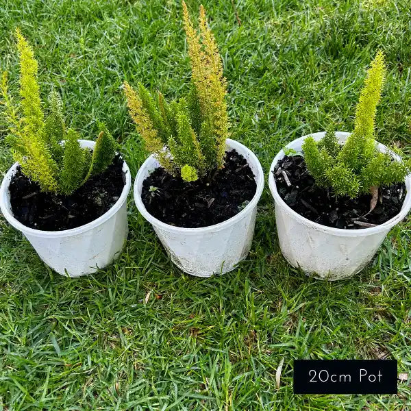 Asparagus Fern (Asparagus meyeri) with bright lime-green foxtail-like fronds, perfect for adding texture and architectural form to garden beds or underplanting in Melbourne.