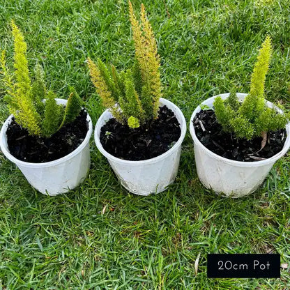 Asparagus Fern (Asparagus meyeri) with bright lime-green foxtail-like fronds, perfect for adding texture and architectural form to garden beds or underplanting in Melbourne.