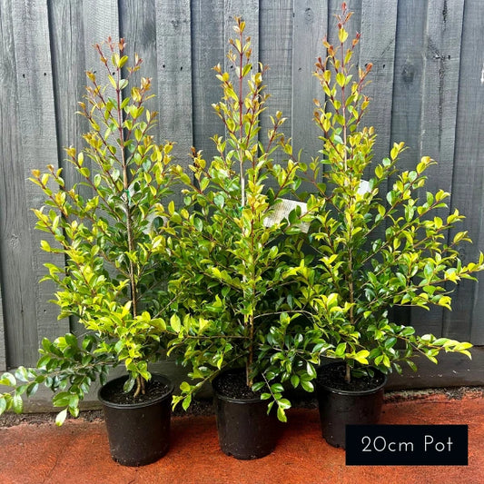 Syzygium australe ‘Backyard Bliss’ – popular evergreen screening plant for Melbourne gardens. Fast-growing, dense foliage, ideal for privacy, noise reduction, and year-round greenery.