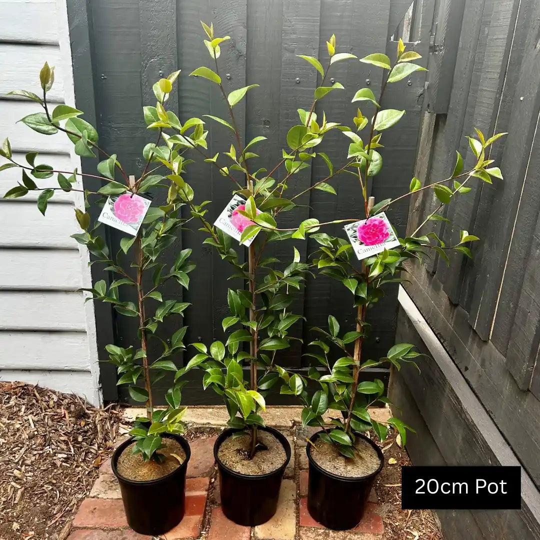 Camellia japonica debbie, vibrant pink blooms for feature trees and flowering hedges. 