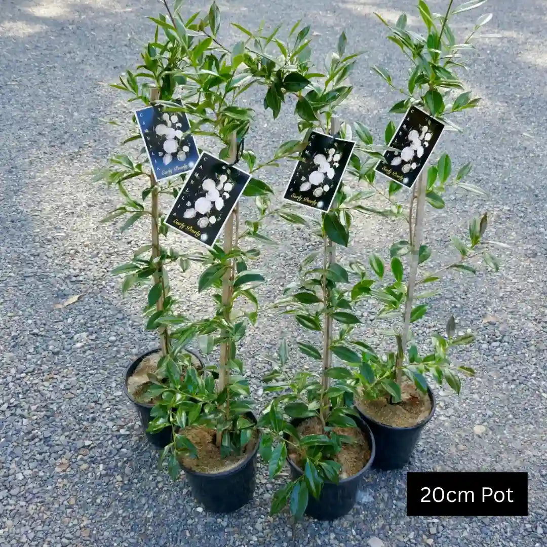 Classic white flowers evergreen screening camellia sasanqua, ideal for planter pots or evergreen screening hedges. Suits formal and classic garden design. 
