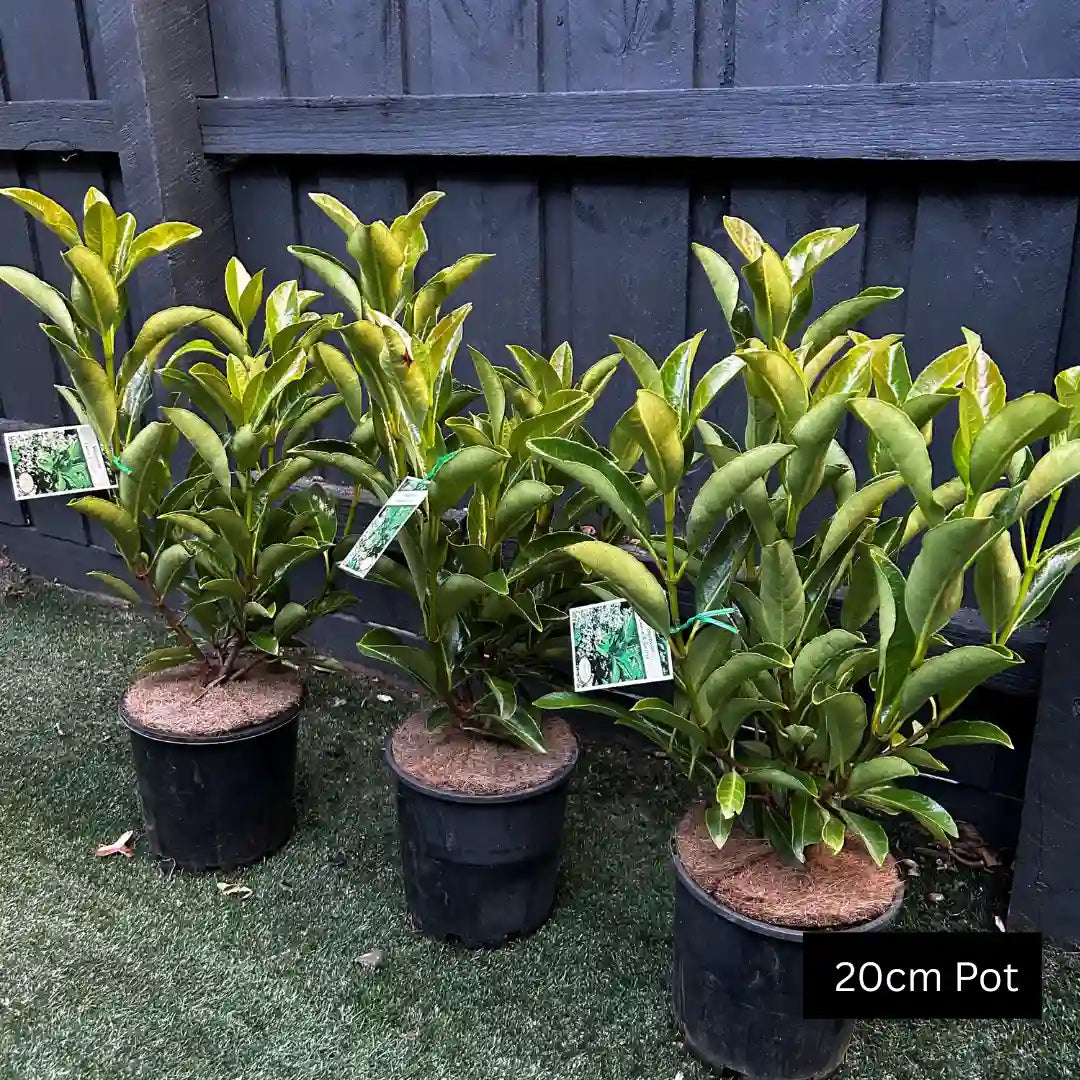 Fast growing Viburnum Emerald lustre for evergreen screening and hedging. 