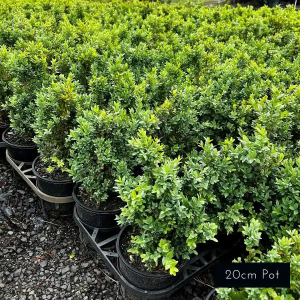 20cm pot English box hedging, ideal for formal and classic garden evergreen hedges. 