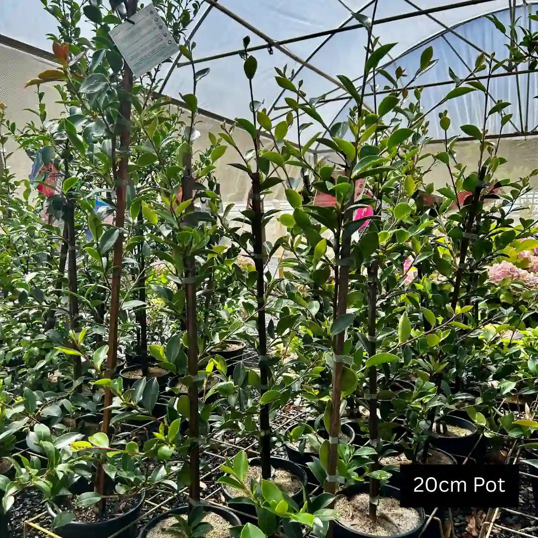 Camellia sasanqua ‘Hiryu’ – Hiryu camellia evergreen shrub with vibrant deep pink flowers, glossy foliage and excellent screening or hedge potential.