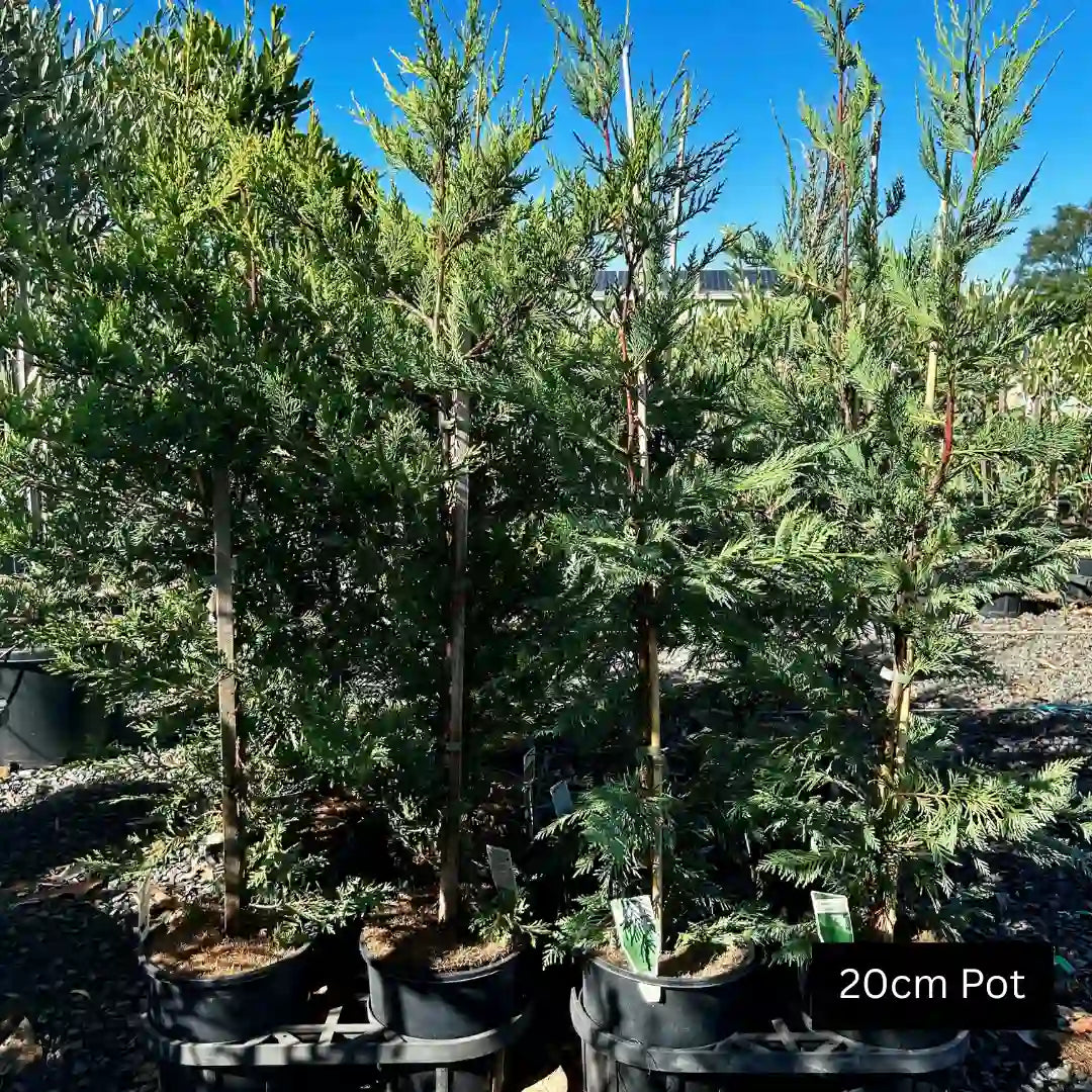 Cupressocyparis leylandii ‘Leighton Green’ – Leighton Green cypress fast-growing evergreen conifer with dense foliage ideal for tall privacy hedging and screening.
