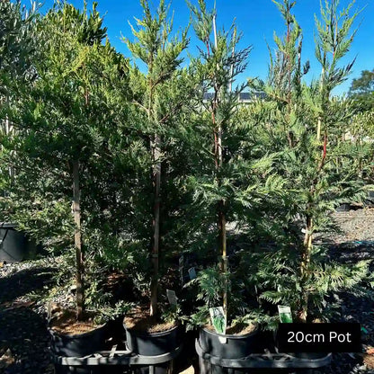 Cupressocyparis leylandii ‘Leighton Green’ – Leighton Green cypress fast-growing evergreen conifer with dense foliage ideal for tall privacy hedging and screening.