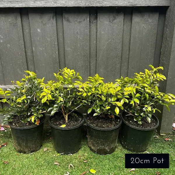 Murraya paniculata (Orange Jessamine) evergreen shrub with glossy foliage and fragrant white flowers, ideal for hedging, pots, or topiary.